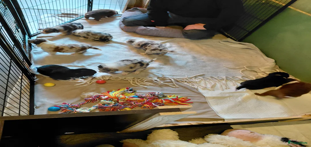 Galerij afbeelding {{count}}