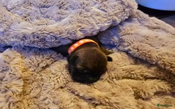 Rhodesian Ridgeback honden te koop: Rhodesian Ridgeback pups+stamboom 2reutjes 8weken  in Wierden - Afbeelding 35