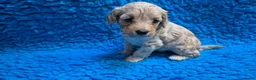 Cockapoo honden te koop: Kleine maat cockapoo pups - Advertentie 28