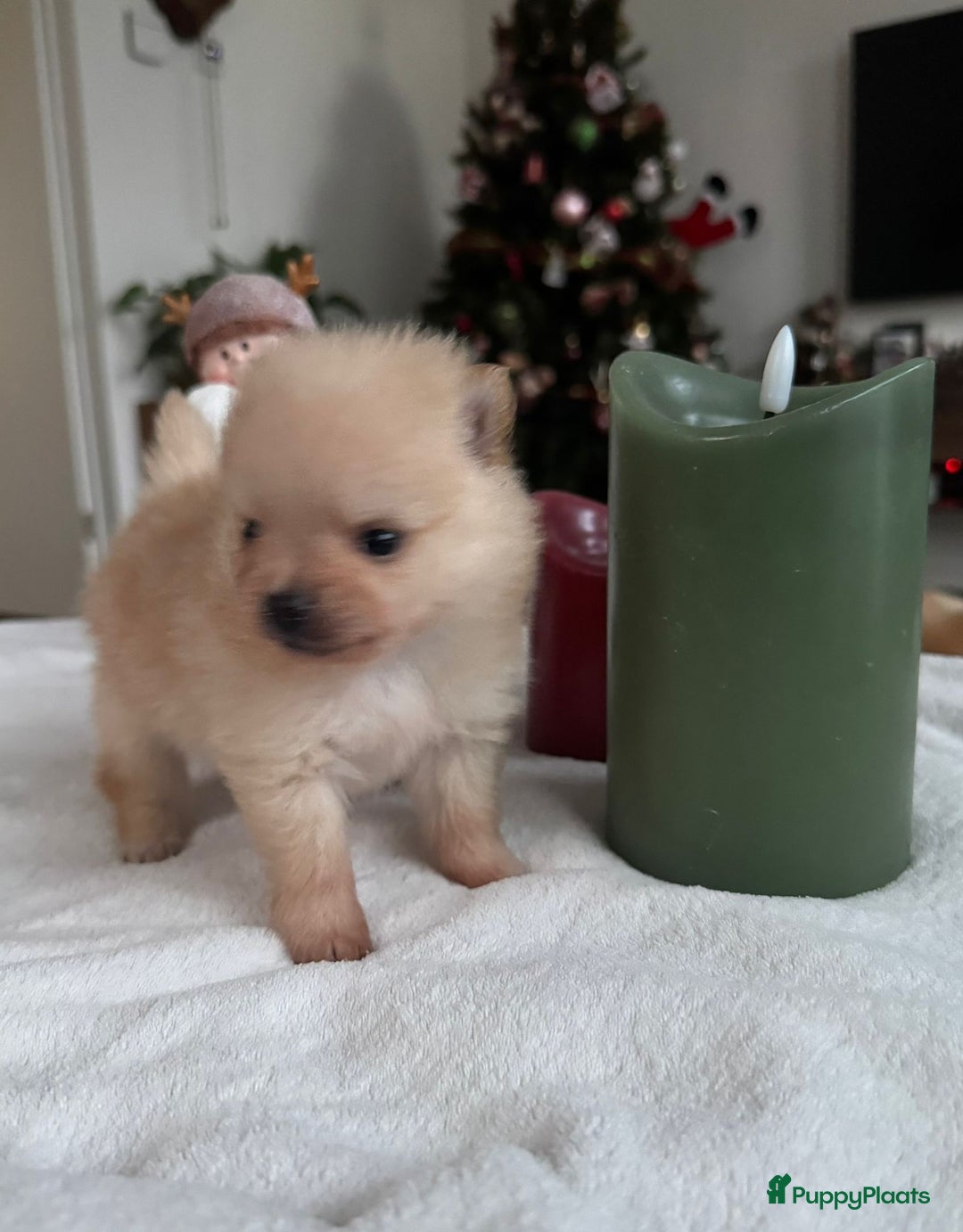 Pomeriaan honden te koop: Prachtige Pomeriaan pups  - Advertentie 7