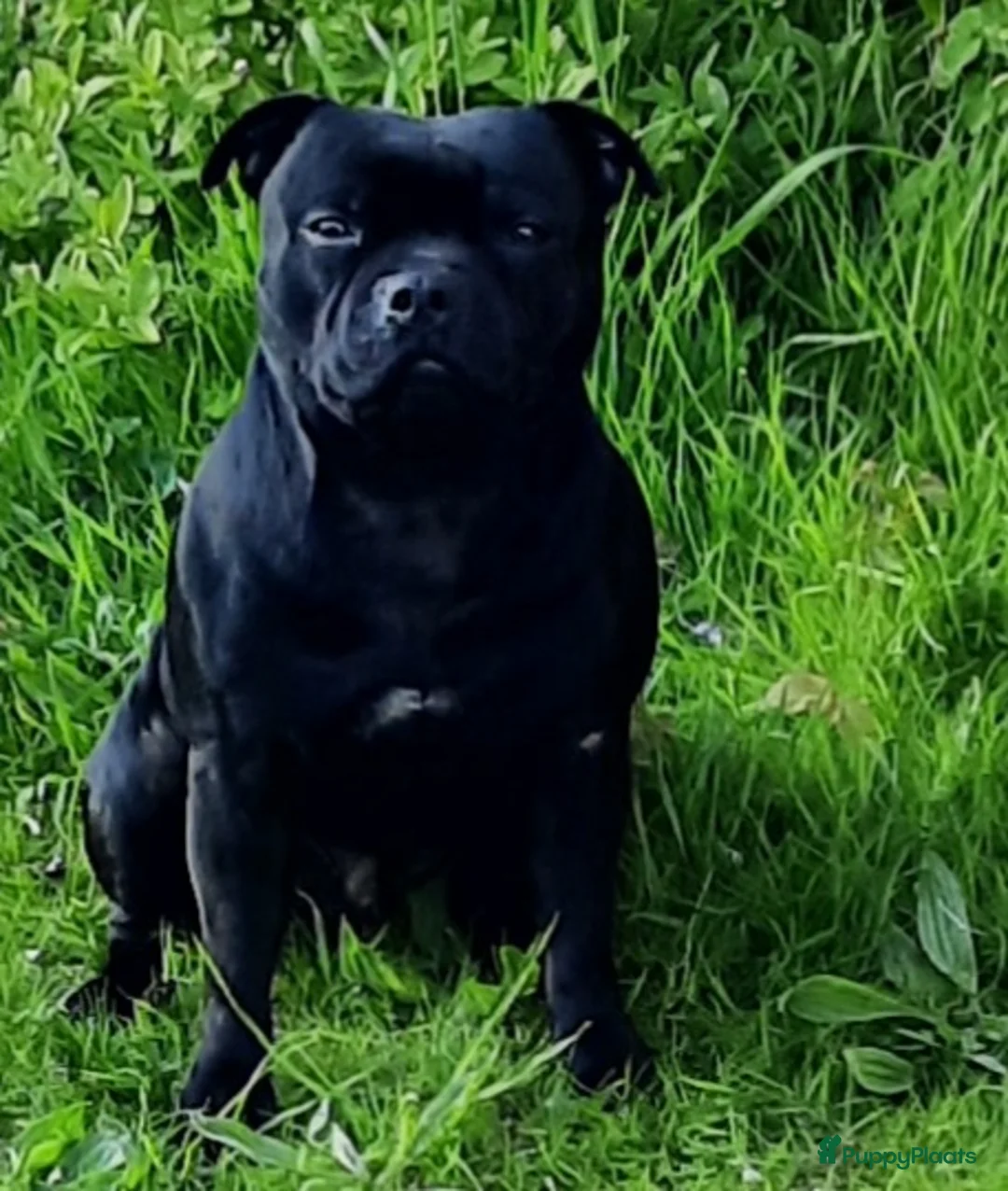 Engelse Stafford honden ter dekking: Dekreutje Engelse Stafford in Rotterdam - Advertentie 2