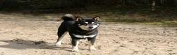 Kruising honden te koop: Shiba inu pups 8 weken (kwart pomeriaan) - Advertentie 32