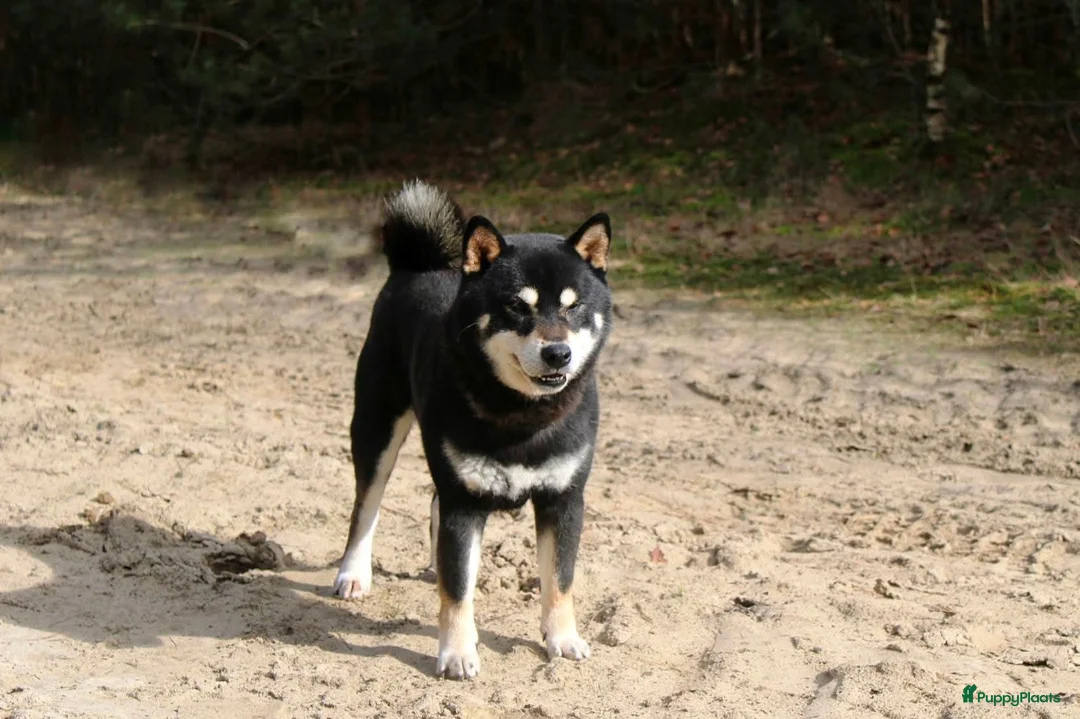 Kruising honden te koop: Shiba inu pups 8 weken (kwart pomeriaan) - Advertentie 32