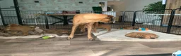 Rhodesian Ridgeback honden te koop: Rhodesian ridgeback pups - Advertentie 5