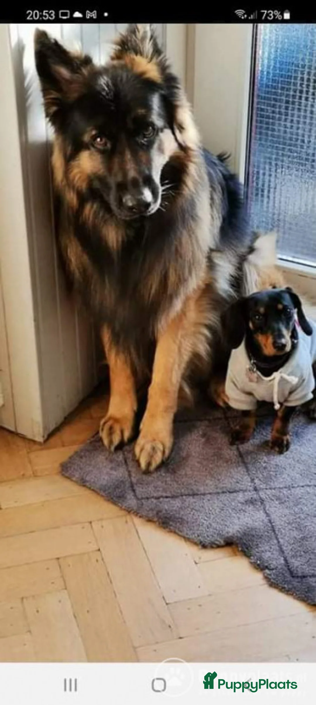 Duitse Herder honden ter dekking: Langharige oud Duitse herder in Numansdorp - Advertentie 3