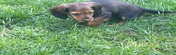 Teckel (langhaar) honden te koop: Teckel pups langhaar kleine dwerg - Advertentie 6