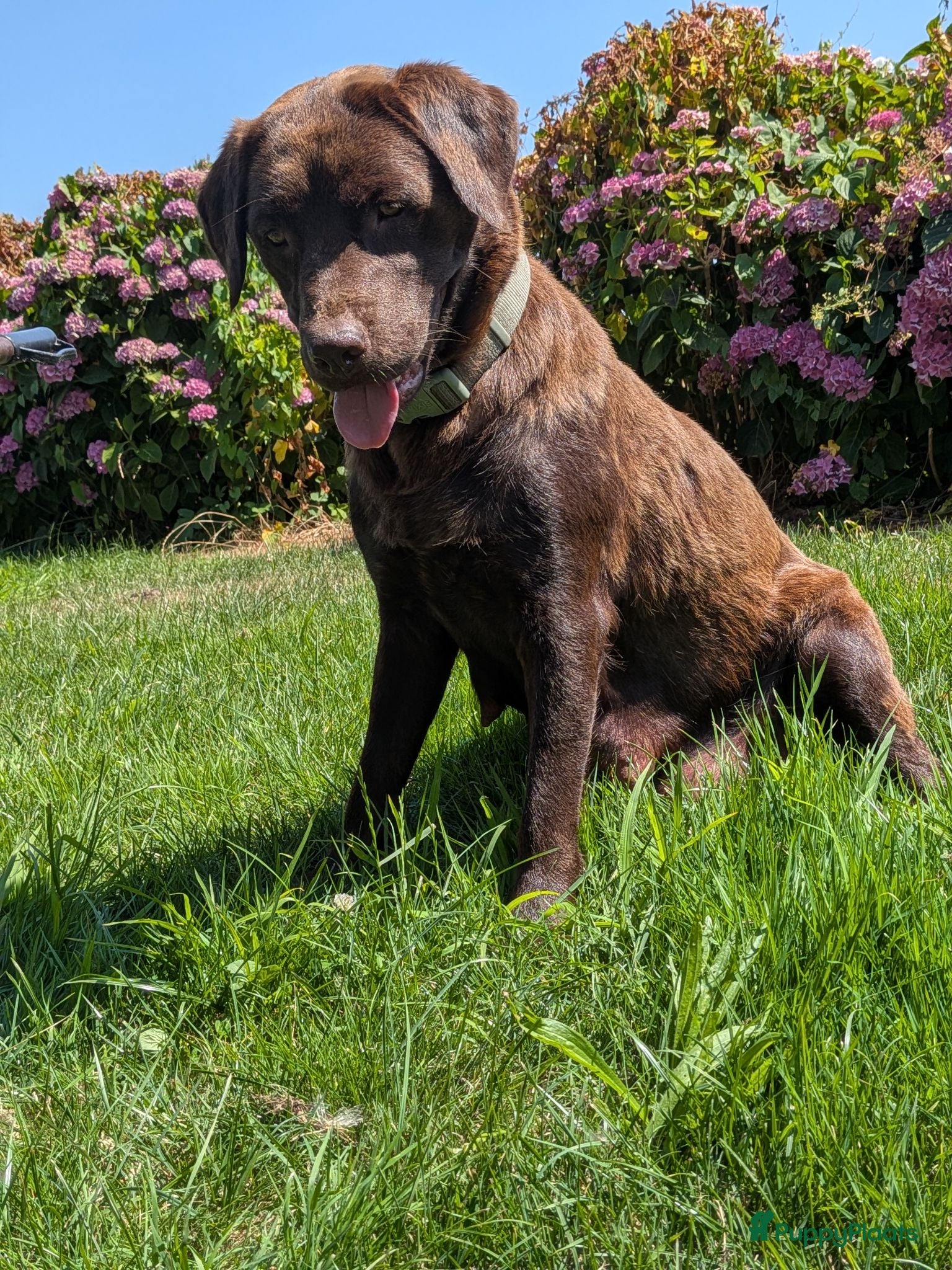 Labrador Retriever honden Prachtige super sociale labrador pups  - Advertentie 1