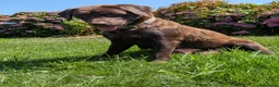 Labrador Retriever honden te koop: Prachtige super sociale labrador pups  - Advertentie 1