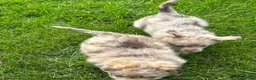 Kruising honden te koop: Aussiedoodle pupjes  - Advertentie 5