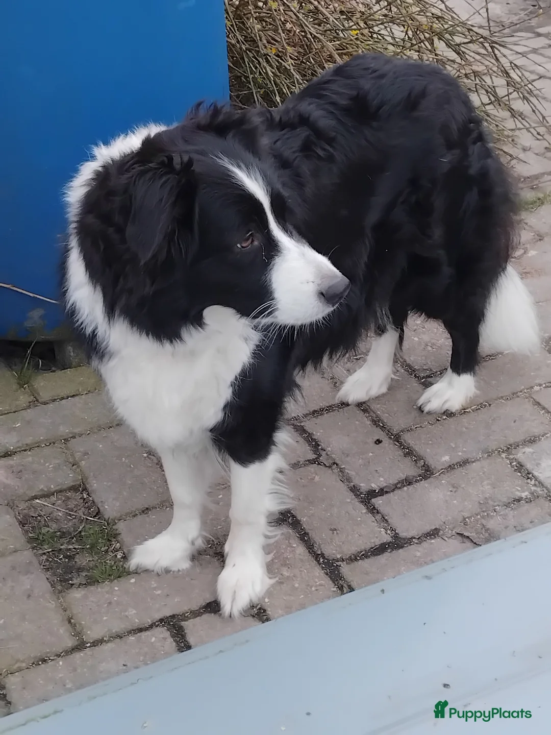 Border Collie honden te koop: Border collie pups, 25% australian shepherd - Advertentie 2