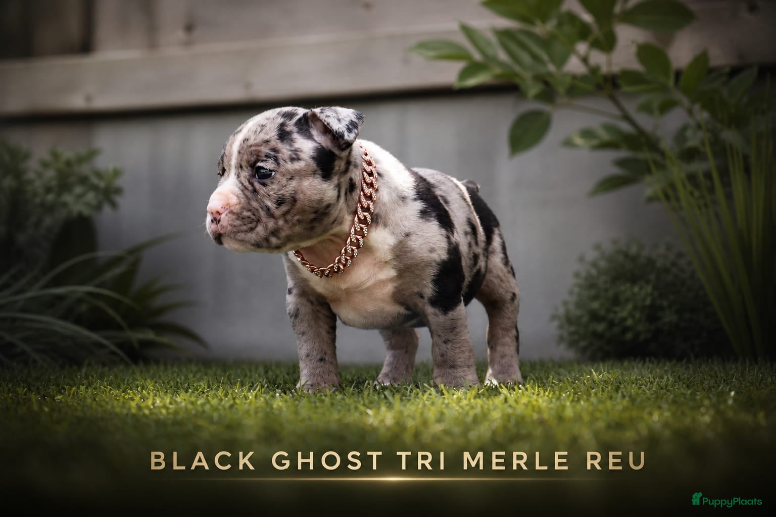 Amerikaanse Bully honden American pocket bully  - Advertentie 2