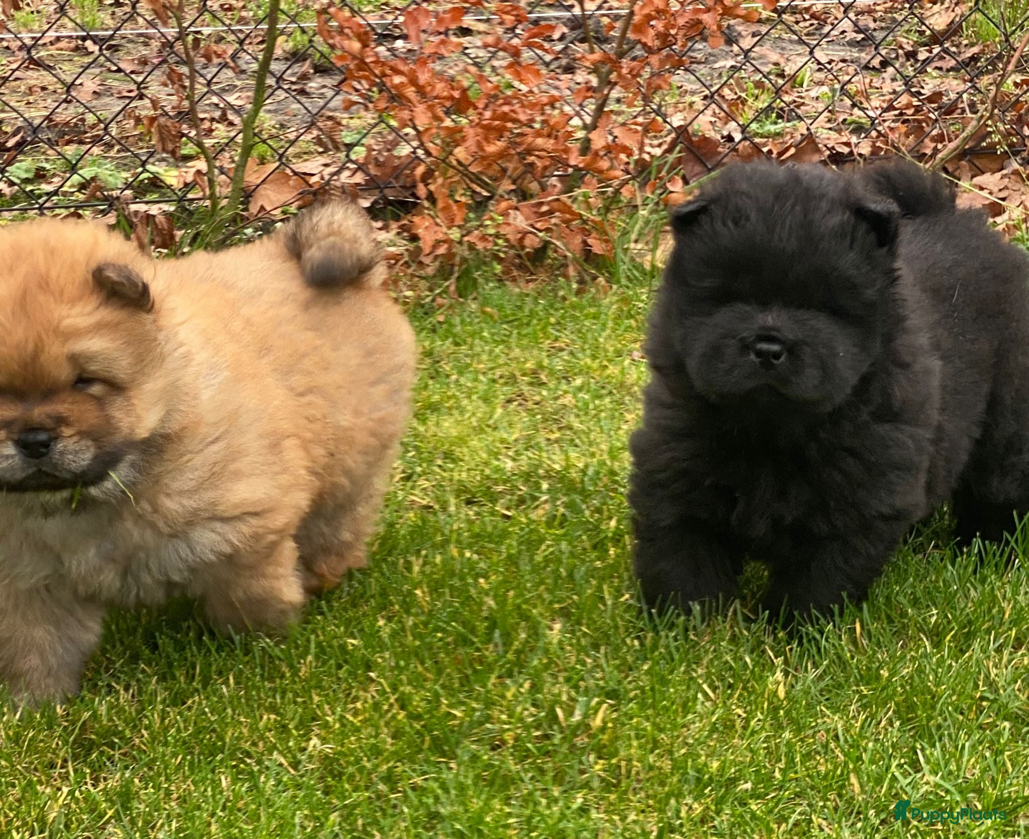 Chow Chow honden Nog 2 chow chow pups beschikbaar - Advertentie 1