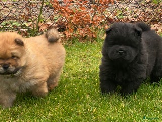 Chow Chow honden Nog 2 chow chow pups beschikbaar - Advertentie 8