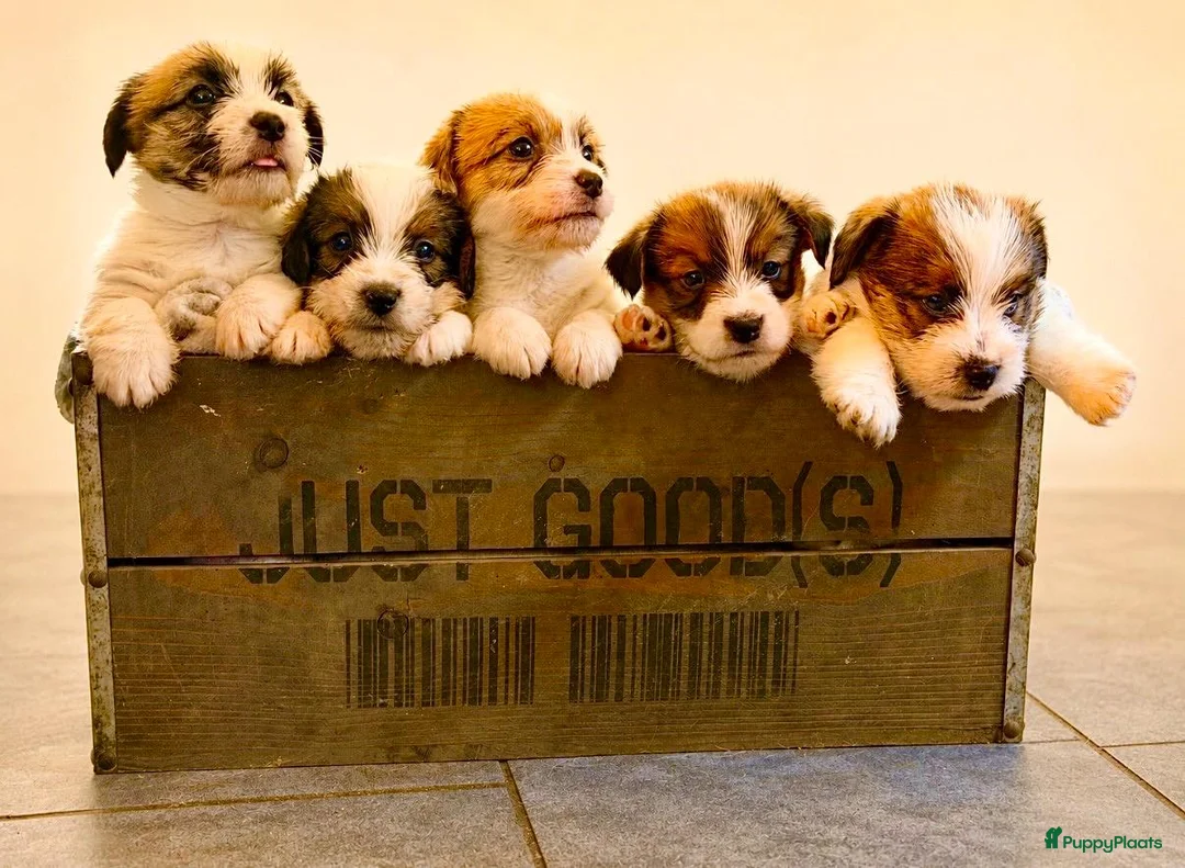 Jack Russel Terriër honden te koop: Jackrussell terrier pups met stambomen  - Advertentie 1