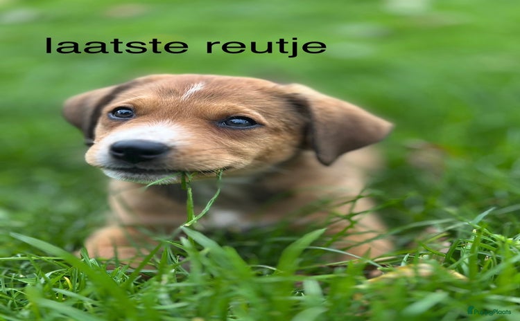 Kruising honden - Advertentie 2