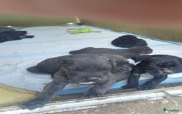 Cane Corso honden te koop: Cane corso pups - Afbeelding 1