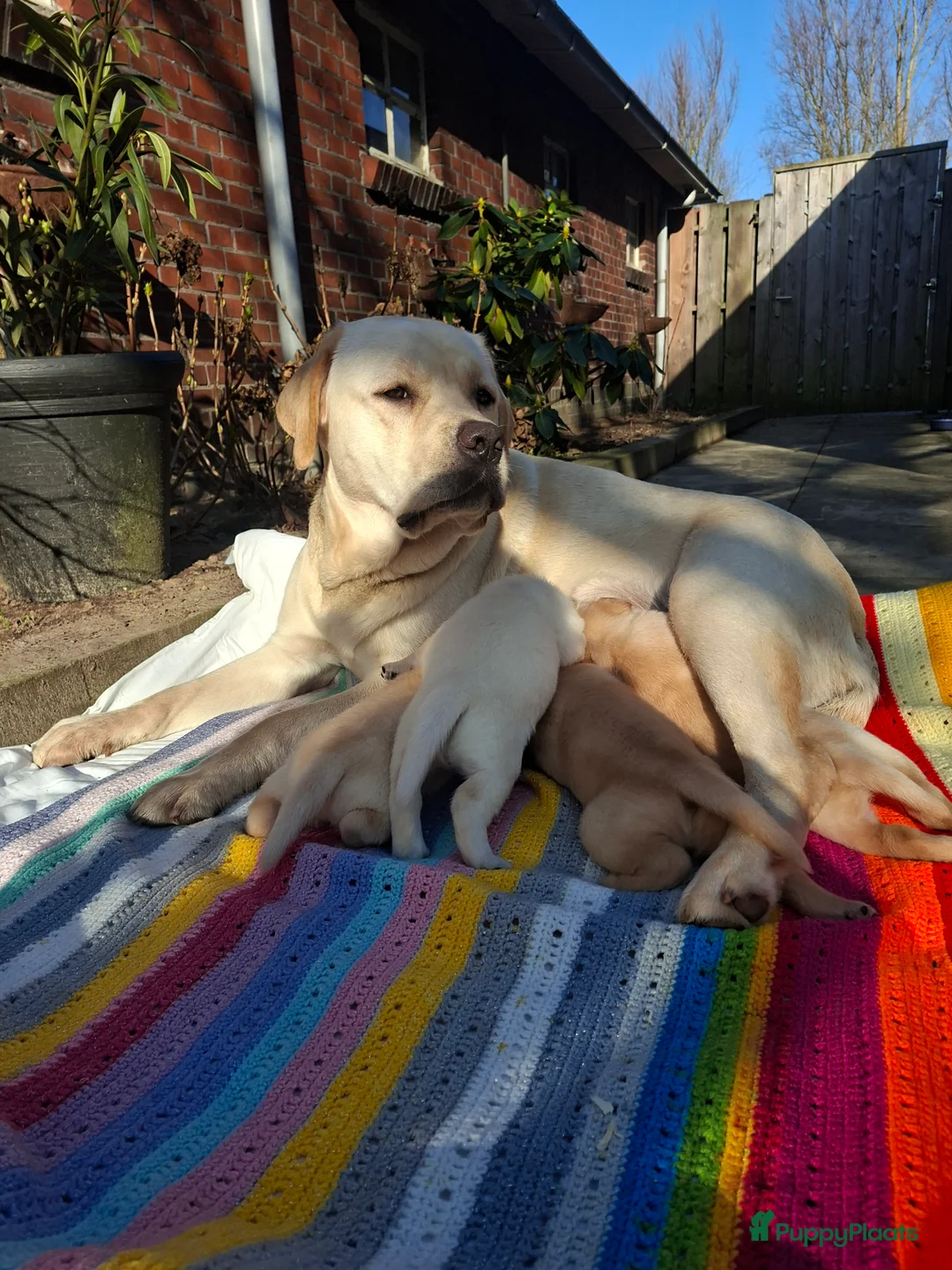 Labrador Retriever honden te koop: Labrador puppies  redfox  blond  - Advertentie 1