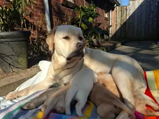 Labrador Retriever honden Labrador puppies redfox blond - Advertentie 1