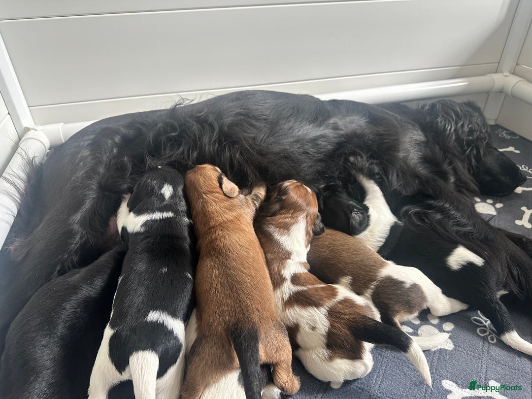 Kruising honden te koop: Nog 2 knuffelbare kruising puppy’s beschikbaar  - Afbeelding 27