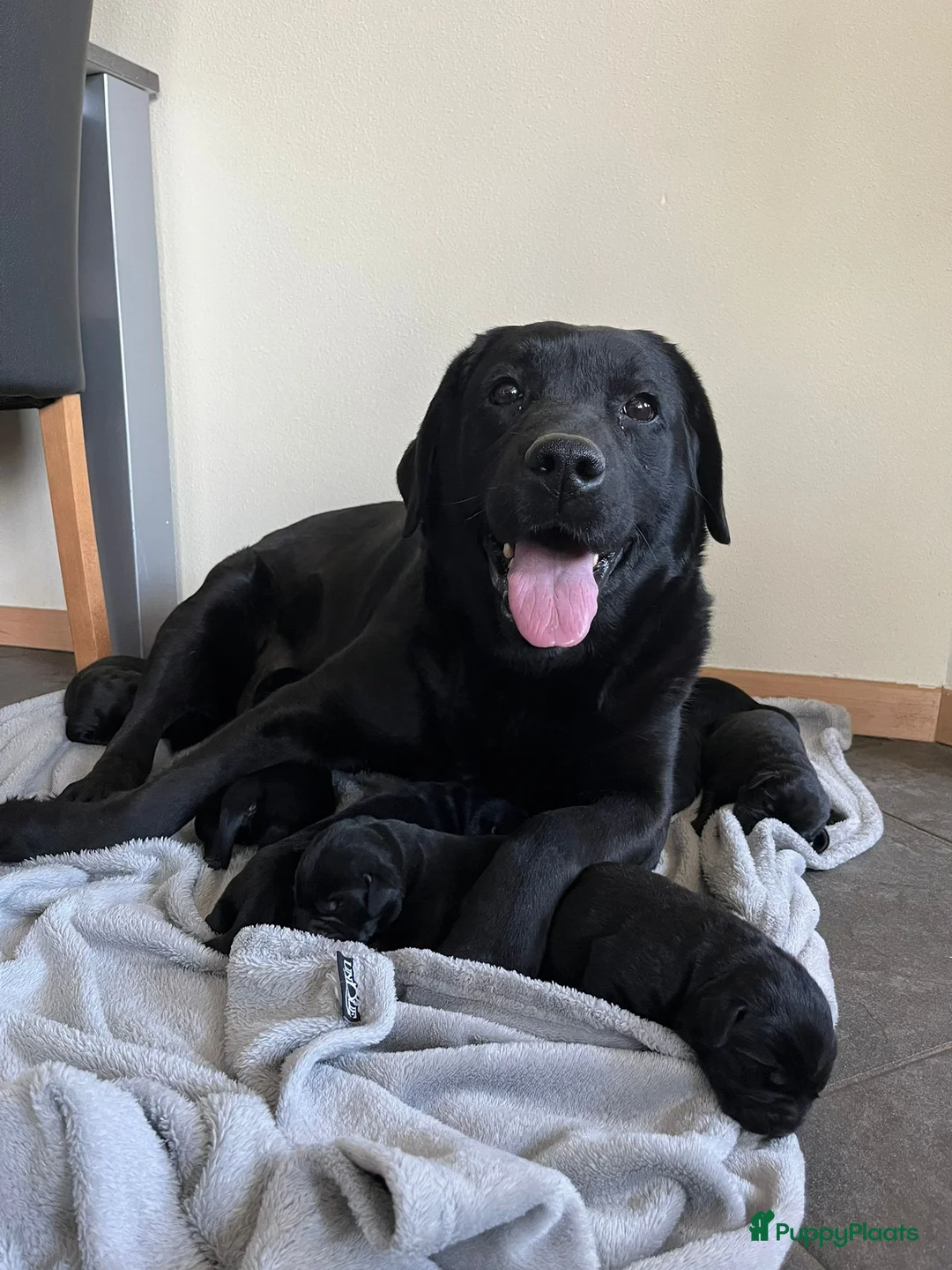 Labrador Retriever honden te koop: Labrador Retriever pups - Advertentie 4
