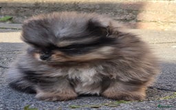 Pomeriaan honden te koop: Te koop prachtige pomeriaan pups in Veenendaal - Afbeelding 5