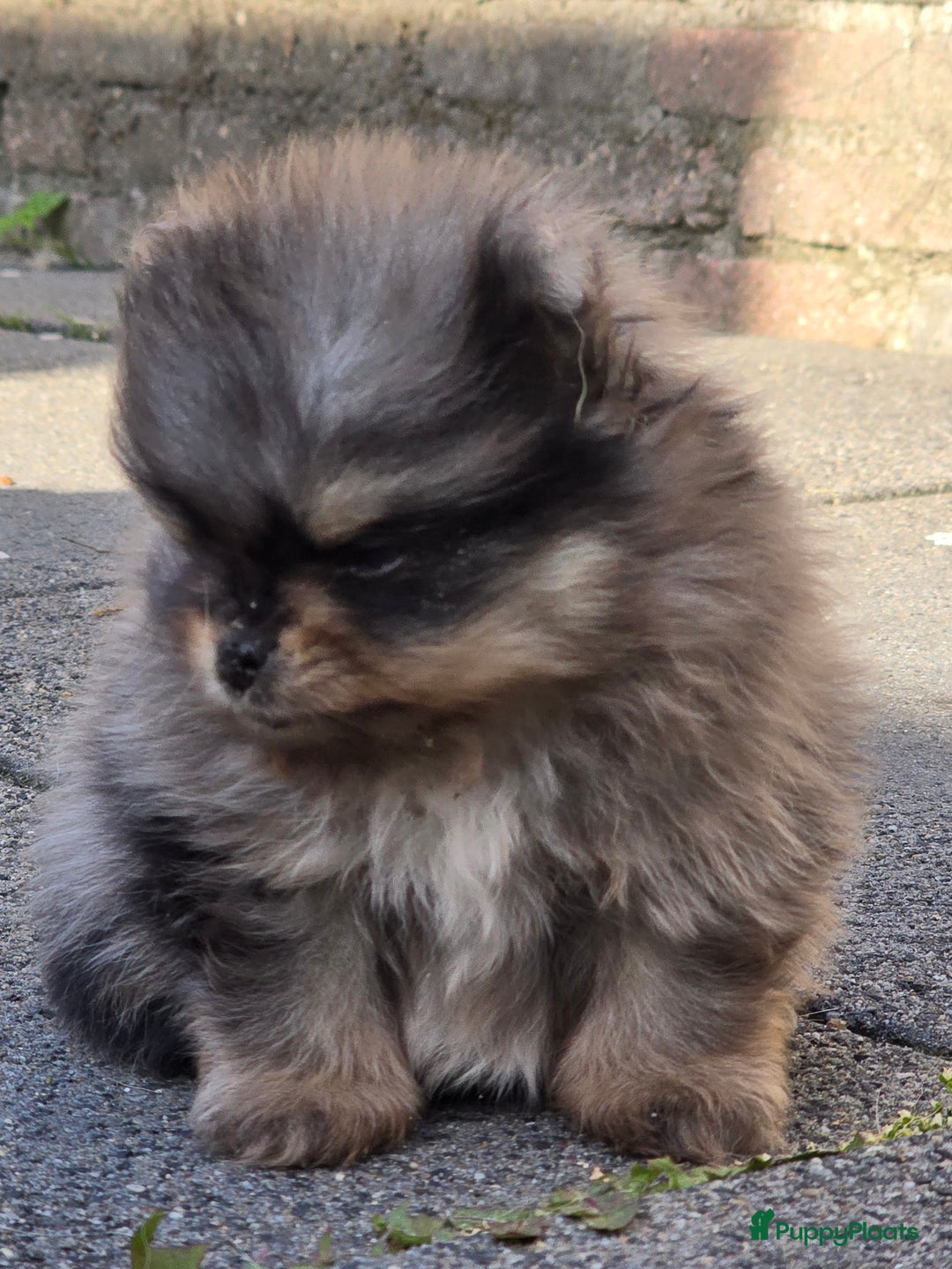 Pomeriaan honden te koop: Te koop prachtige pomeriaan pups in Veenendaal - Afbeelding 5