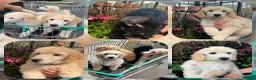 Labradoodle honden te koop: Poedel outcross pups | DNA-geteste ouderdieren - Advertentie 5