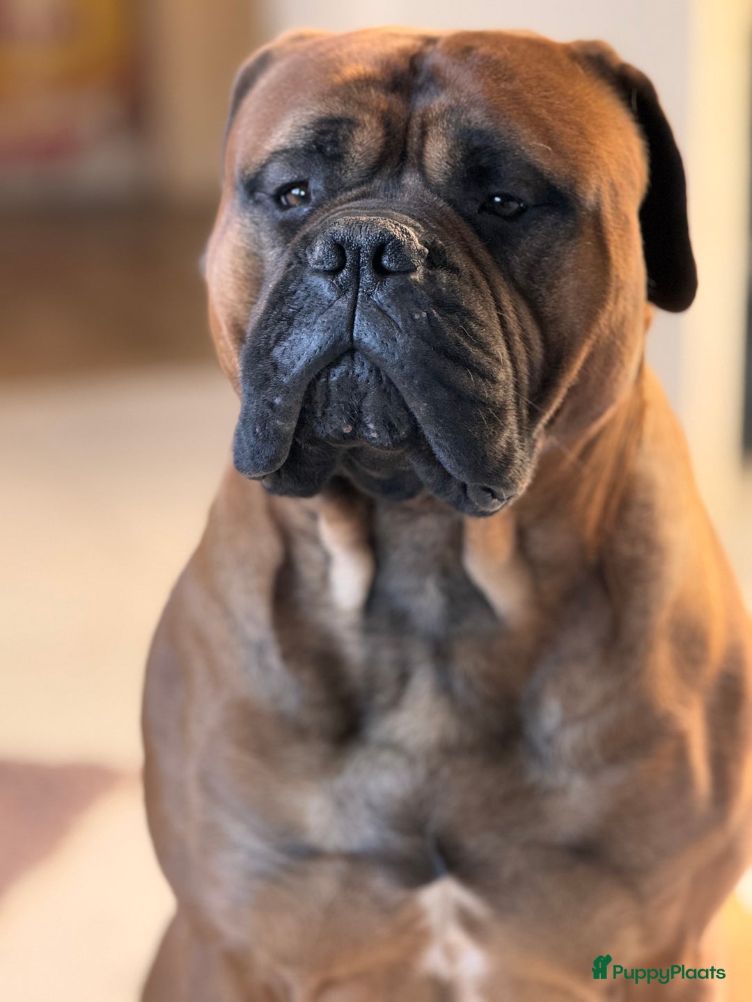 Bullmastiff honden te koop: Bullmastiff  - Advertentie 3