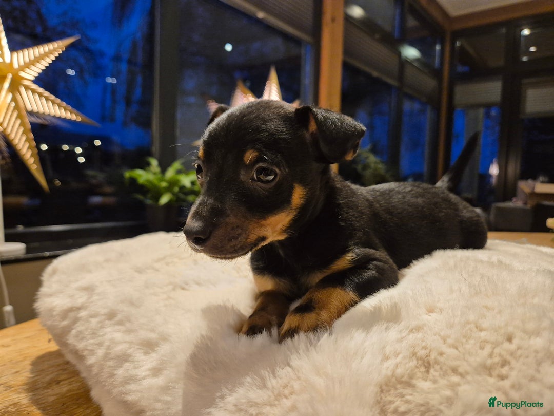 Jack Russel Terriër honden te koop: JACK RUSSEL PUPS - Advertentie 14