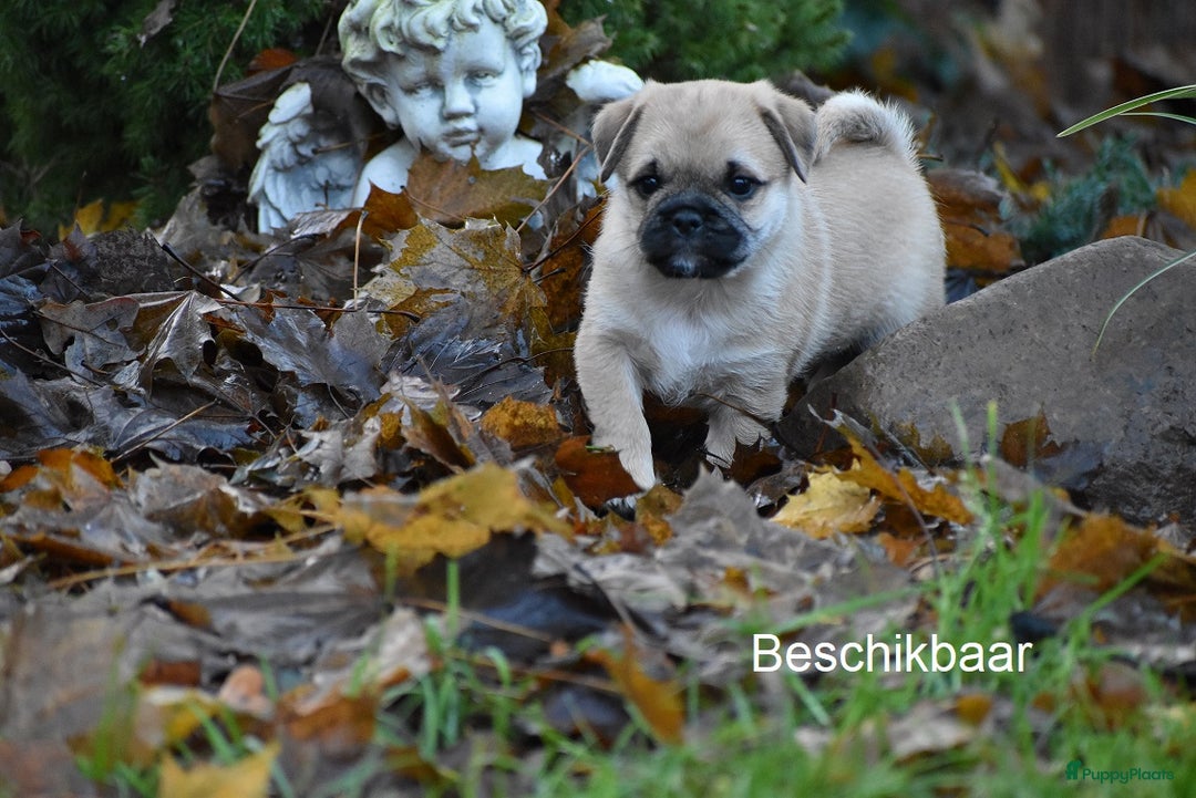 Kruising honden te koop: gezonde Retromops puppy's - Advertentie 5