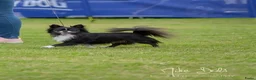 Chihuahua honden te koop: Geweldig mooie chihuahua pups met FCI stamboom - Advertentie 2