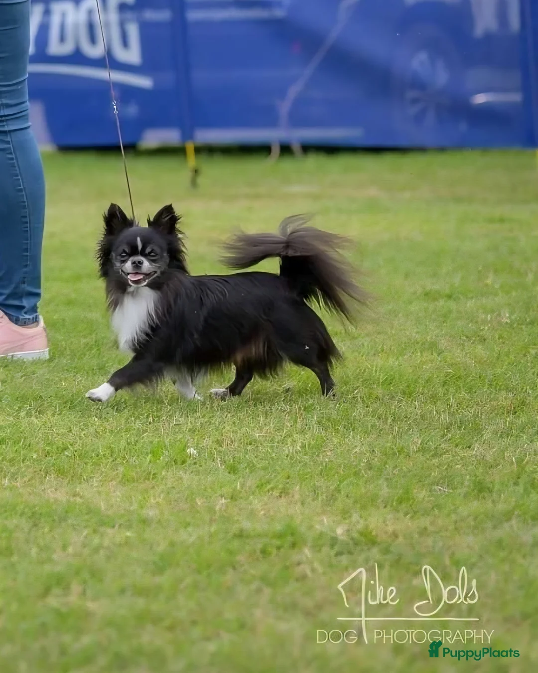 Chihuahua honden te koop: Geweldig mooie chihuahua pups met FCI stamboom - Advertentie 2