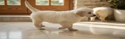 Golden Retriever honden te koop: Golden Retriever pups - Advertentie 3