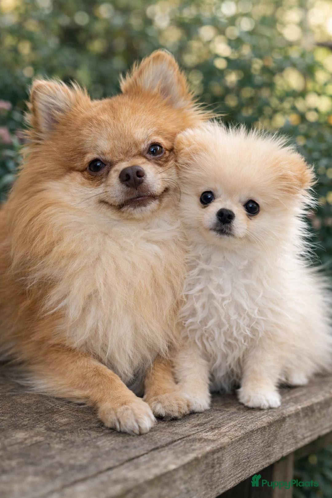 Pomeriaan honden te koop: Pomeriaan pups - Advertentie 17