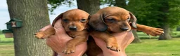 Teckel (korthaar)  honden te koop: Prachtige teckelpupjes  - Advertentie 5
