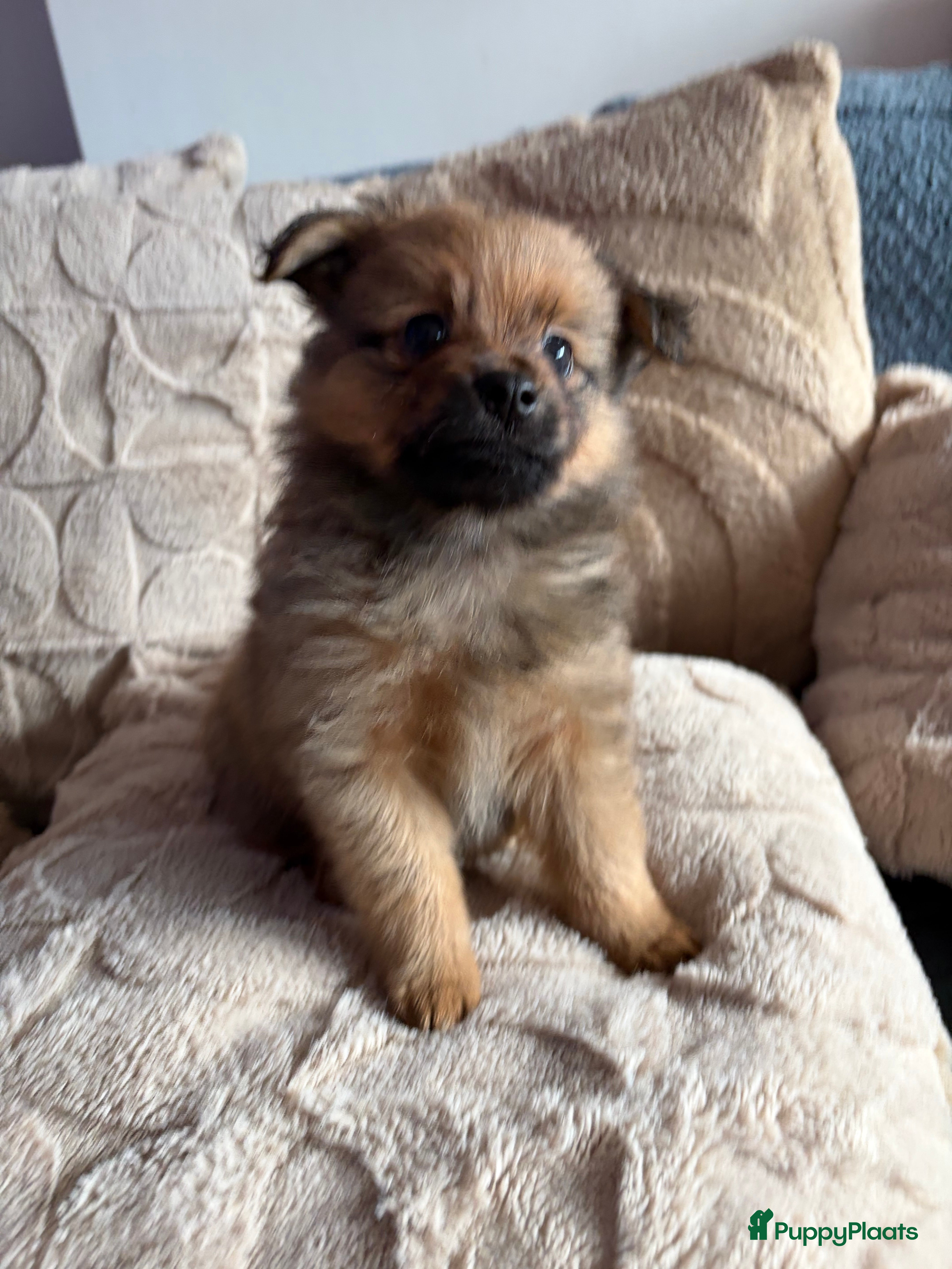 Pomchi honden Pomchi/pomeriaan - Advertentie 3