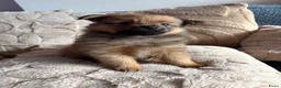 Pomchi honden te koop: Pomchi/pomeriaan - Advertentie 6
