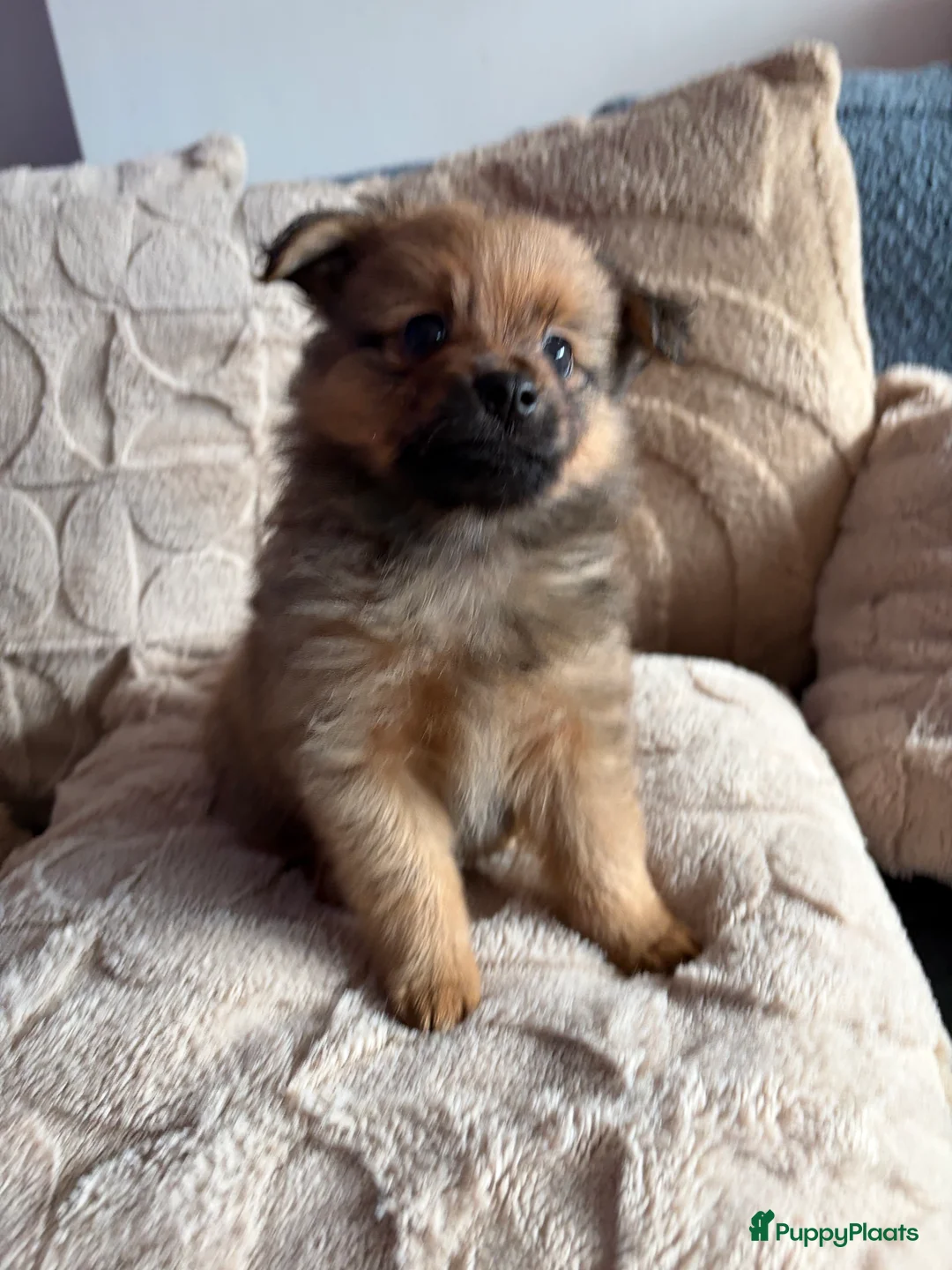 Pomchi honden te koop: Pomchi/pomeriaan - Advertentie 6