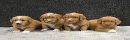 Nova Scotia Duck Tolling Retriever honden te koop: Nova Scotia Duck Tolling Retriever pups # Toller - Advertentie 1