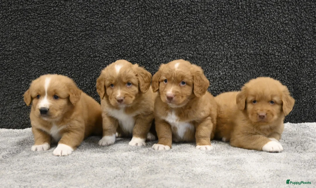 Nova Scotia Duck Tolling Retriever honden te koop: Nova Scotia Duck Tolling Retriever pups # Toller - Advertentie 1