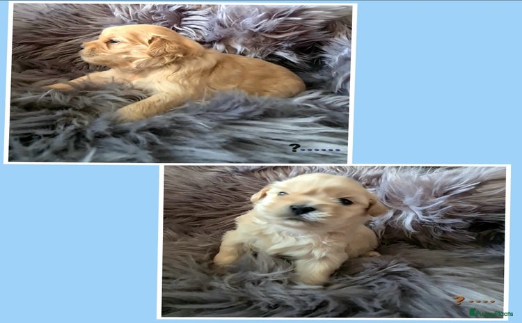Boomer honden - Advertentie 9