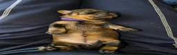 Ruwhaar Teckel honden te koop: Prachtige lieve ruwharige standaard teckel pups - Advertentie 3