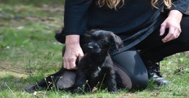 Boomer honden - Advertentie 15