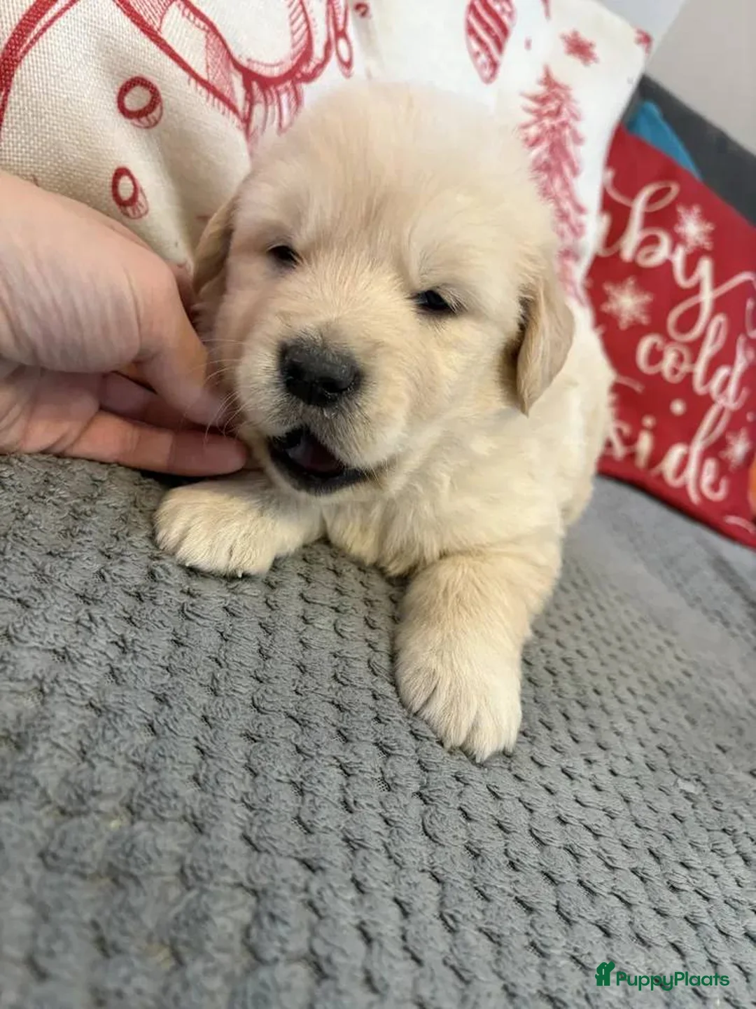 Golden Retriever honden te koop: Golden Retriever puppy’s in Amsterdam - Advertentie 3