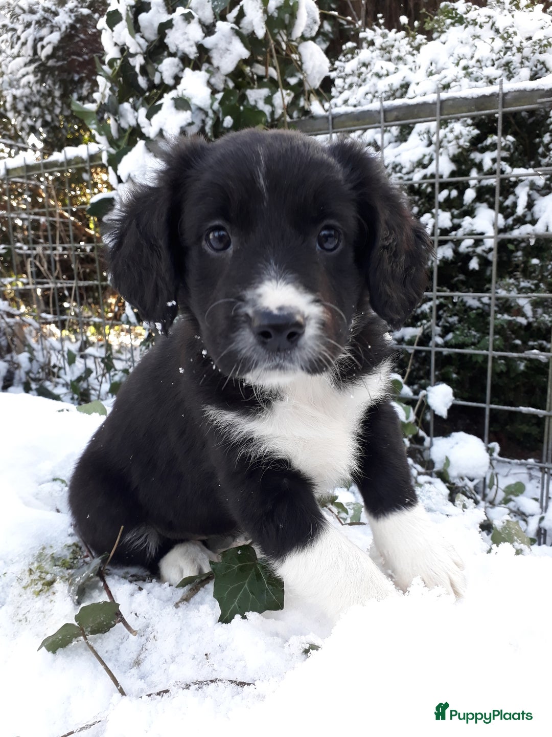 Kruising honden te koop: Prachtige kruising pups - Advertentie 12