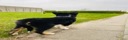Border Collie honden te koop: Gezonde Border Collie pups stamboom (ISDS/FCI) - Advertentie 30
