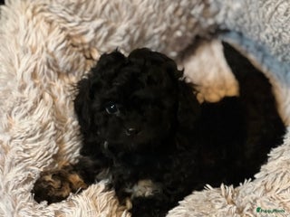 Poedel Toy honden Toy poedels - Advertentie 1