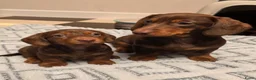 Teckel (korthaar)  honden te koop: Dwergteckel pups zoeken - Advertentie 2