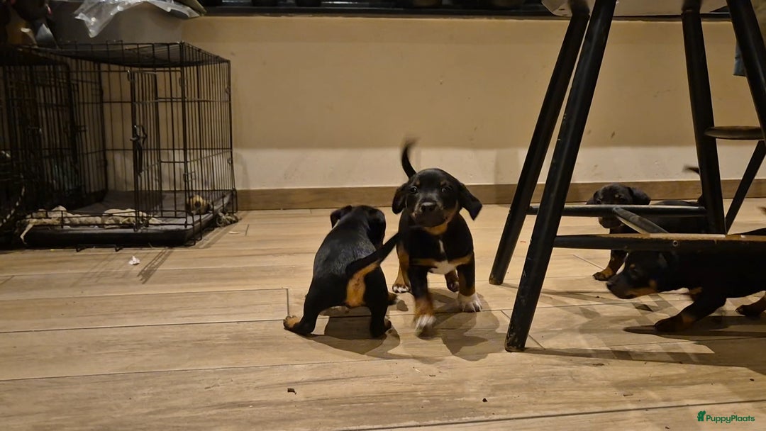 Jack Russel Terriër honden te koop: JACK RUSSEL PUPS - Advertentie 25