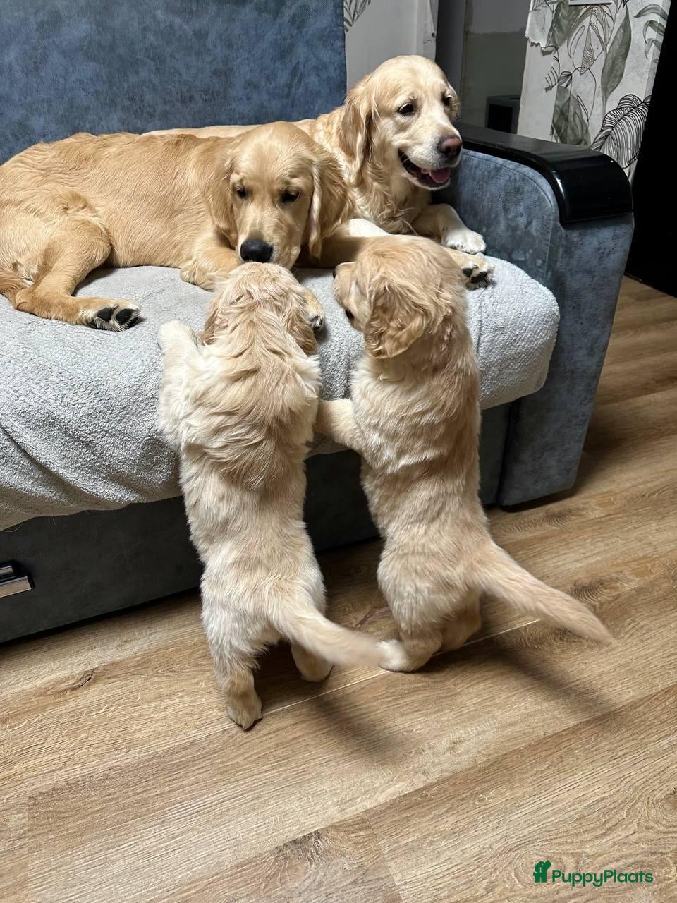 Poedel Toy honden Golden Retriever pups - Advertentie 16
